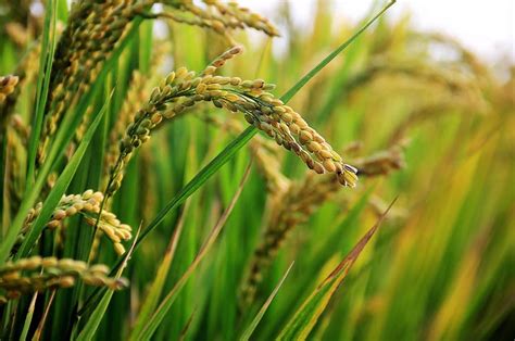 Yellow Wheat Plants Daytime In Rice Field Rice Plant Growth