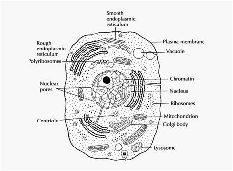 Maybe you would like to learn more about one of these? Chromatin Drawing Lysosome - Animal Cell Diagram Drawing ...