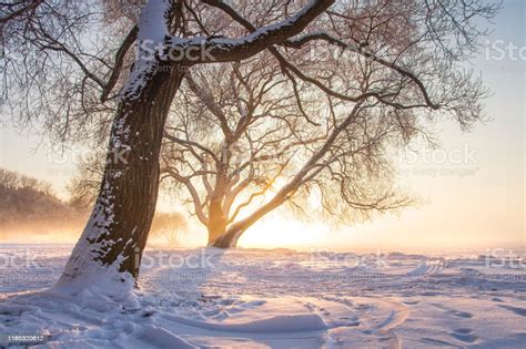 Sunny Winter Sunset Calm Winter Scene Christmas Background Frosty Tree In Sunlight Snowy Nature