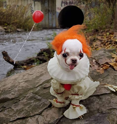 Scary Dog Will Scare You This Halloween Aww