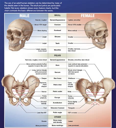 Pin By Wren On I M P O R T A N T Anatomy Bones Human Body Systems