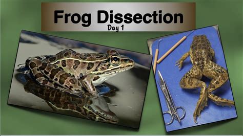 Frog Dissection Day 1 Youtube