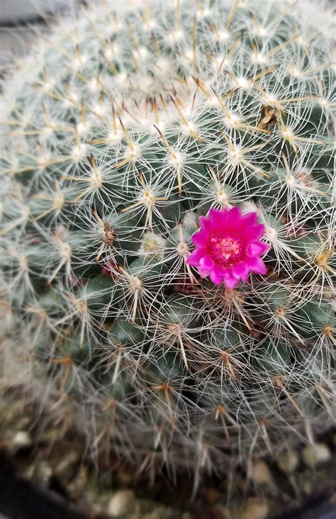 Cactus Contrasting Flower Pretty Succulent Hd Phone Wallpaper Peakpx