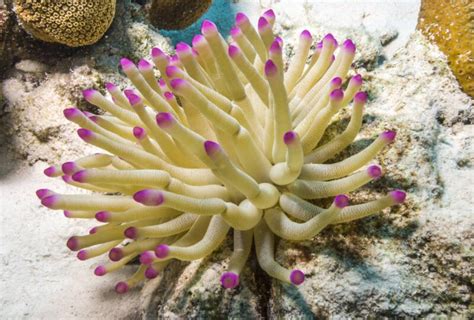 11 Types Of Sea Anemones To Add Movement To Marine Tanks