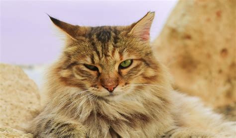 German Cat Breeds: A Quick Overview - Kitty Devotees