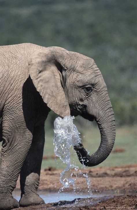 Elephant Spraying Water Magnificent Elephants Pinterest With Images Elephants Photos