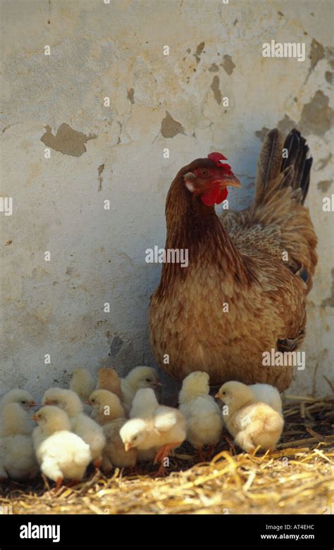 Domestic Fowl Gallus Gallus F Domestica Hen With Chicks Stock Photo