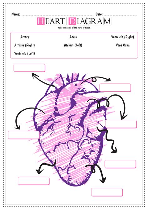 Heart Diagram Worksheets