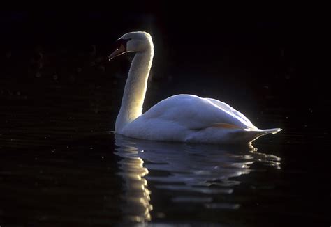 Mute Swan Photograph By Jerry Shulman Fine Art America