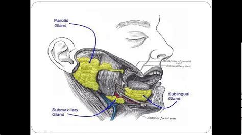 Anatomy Of Major And Minor Salivary Glands By Dr Sadia Sexiezpicz Web