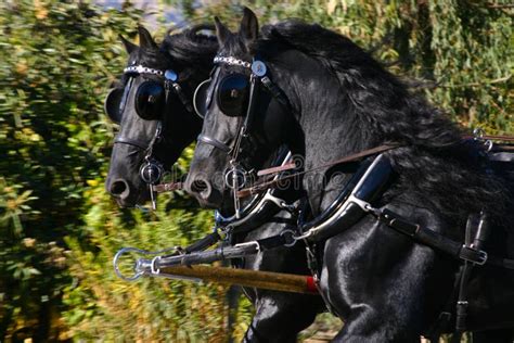 Two Beautiful Friesian Horses Pull A Carriage Stock Photo Image Of