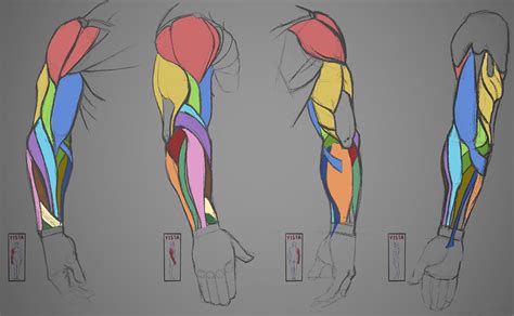 These muscles move the elbow. 17+ Fakten über Arm Muscles Names: Some of these muscles ...