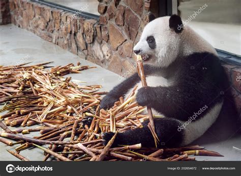 Cute Giant Panda Eating Bamboo Panda Bear Sitting Pile Bamboo Stock