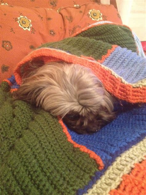 Maggie Is Snuggled Up In A Blanket Made By My Mother In Law Pets