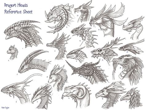 Dragon Faces Archirdragon Heads Reference Sheet1 Dragon Head