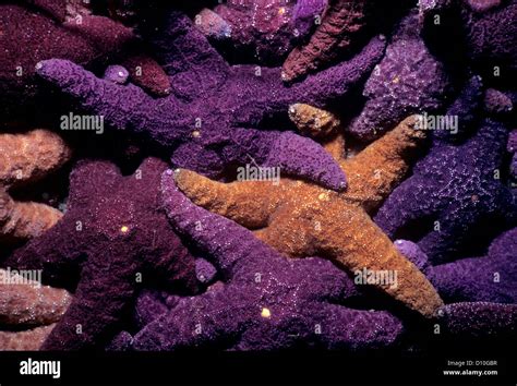 Ochre Sea Stars Pisaster Ochraceus Feeding On Barnacles Vancouver