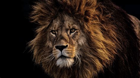 They are high in nutrients and can be a great supplement to an active lifestyle and good diet. Download wallpaper 1280x720 lion, mane, predator, king of beasts, muzzle hd, hdv, 720p hd background