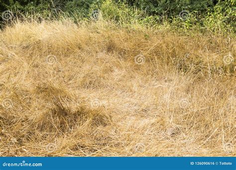 Dry Yellow Grass Stock Photo Image Of Natural Country 126090616