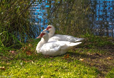 Muscovy Duck Audubon Field Guide