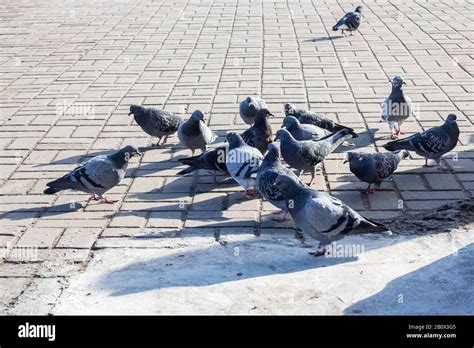 Crowd Of Pigeons On The Sidewalk Closeup Stock Photo Alamy