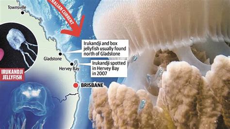 Deadly Irukandji And Box Jellyfish Invading Sydney Harbour Because Of Climate Change Scientists