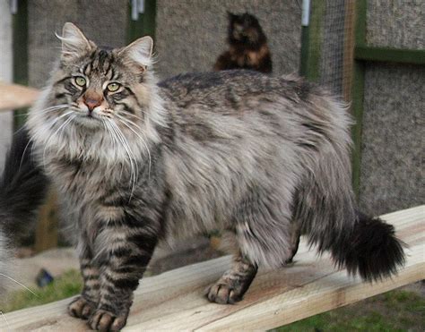 5 Largest Domestic Cat Breeds In World