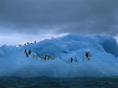 Wallpaper Penguins Iceberg Ocean Hd Widescreen High