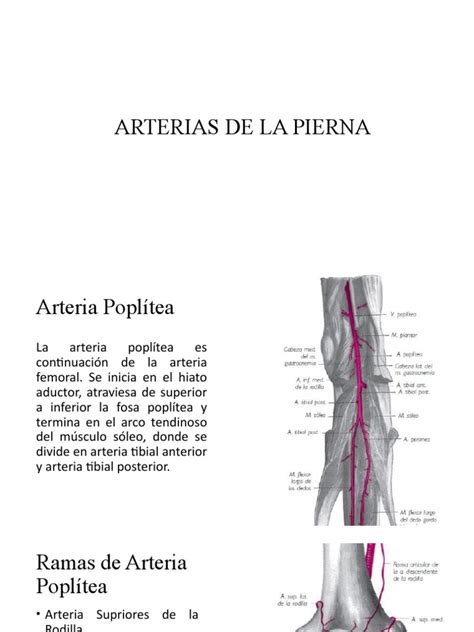 Arterias De La Pierna Pdf Sistema Cardiovascular Angiología