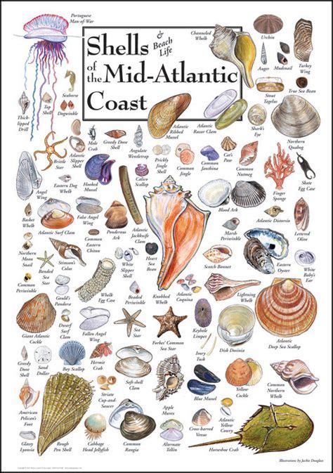 340 Seashell Identification Ideas Sea Shells Seashell Identification