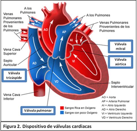 Cavidades Cardiacas Flujo Y Tipo De Sangre Válvulas Cardiacas