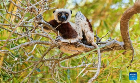 Lemurs Seen Across World Global Times