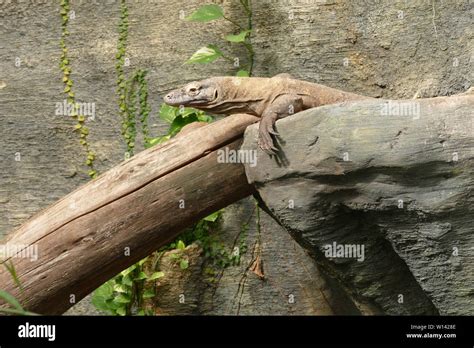 Komodo Dragon At Paignton Zoo Stock Photo Alamy