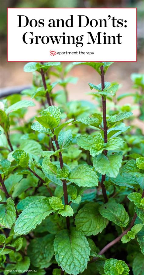 The Dos And Donts Of Growing Mint Mint Plants Mint Garden Mint Plant