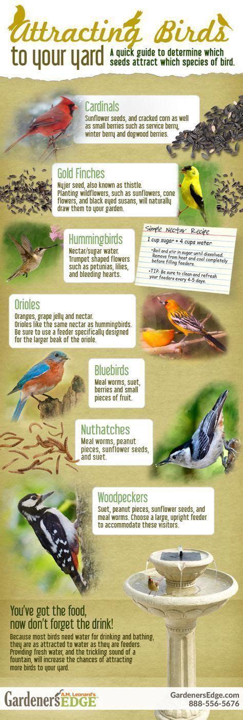 Attracting Birds To Your Yard A Quick Guide To Determine Which Seeds