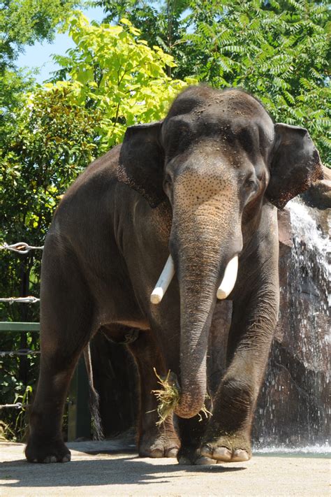 Help Us Save Elephants on World Elephant Day, August 12 | Cincinnati Zoo Blog
