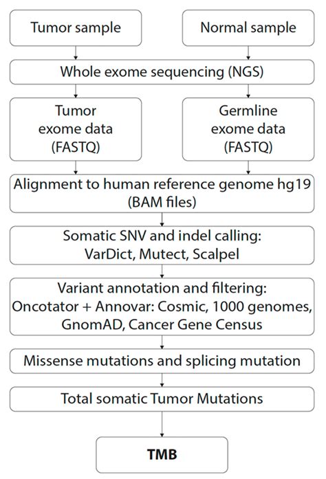 Dna mutation simulation answer key quizlet : Dna Mutation Simulation Answer Key - Dna Mutation Activity ...