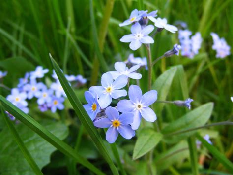 Forget Me Not Flower Pictures Beautiful Flowers