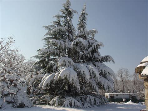 Lebanon Asia Cedar Under The Snow