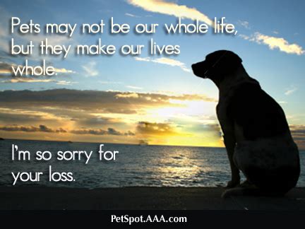 I'm sorry for your loss and may  cat's name  rest in peace.; Sorry For Your Loss Quotes. QuotesGram