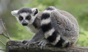 Lemurs Named Worlds Most Endangered Mammals Thanks To Destruction Of