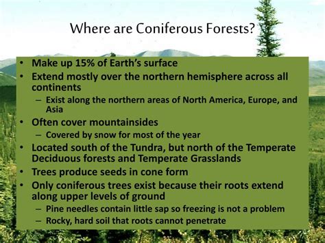 Ppt Coniferous Forests Powerpoint Presentation Free Download Id