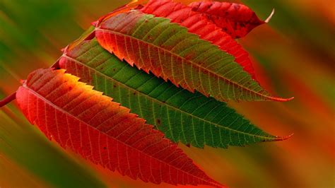 Red And Green Leaves Hd Wallpaper Hd Wallpapers