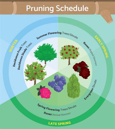 Basic Steps For Pruning Trees And Shrubs