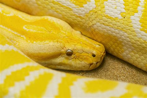 Although pythons are not venomous. Gelber Python Foto & Bild | tiere, zoo, wildpark ...