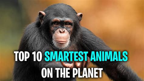 What Are The Top 10 Smartest Animals On The Planet Youtube