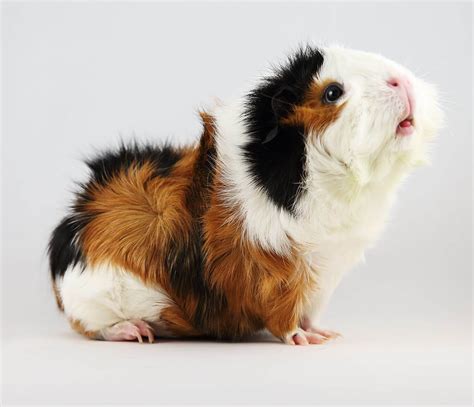 Abyssinian Guinea Pig Info Pictures Facts And More