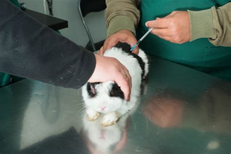 When Are Rabbit Vaccinations A Must For Your Pet