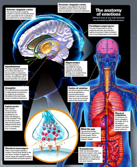 Infographic The Anatomy Of Emotions