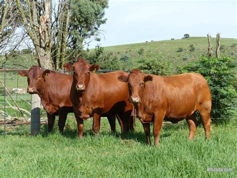 Bonsmara Cattle For Sale In South Africa Best Price Livestock