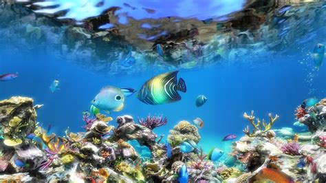Get Moving Aquarium Background Images